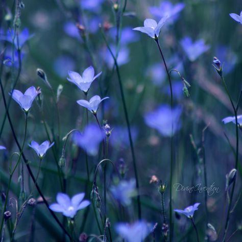 Nice :0) Flowers Photography Beautiful, Indigo Flower, Trendy Flowers, Growing Flowers, Flower Field, Love Flowers, Amazing Flowers, Flowers Photography, Green Thumb