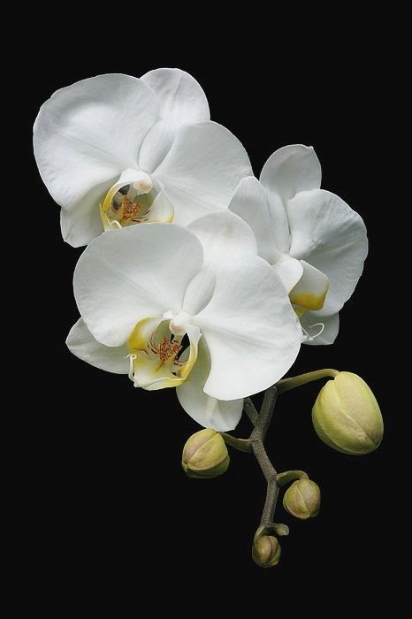 Orchid Drawing, Orchid Photography, The Secret Garden, Beautiful Orchids, White Orchids, Sugar Flowers, Orchid Flower, Flower Photos, Pretty Flowers