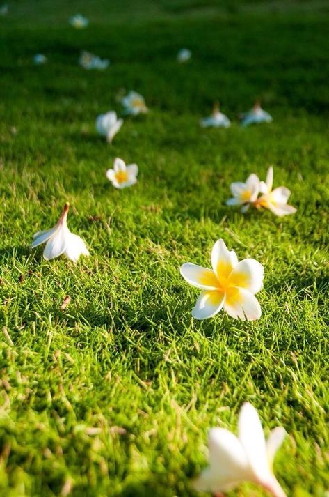 Kathgolap Photography, Jasmine Flower Photography, Natural Flowers Images, Plumeria Flowers Aesthetic, Onam Flowers, Flowers On The Ground, Flowers Dp, Pretty Flowers Photography, Nature Photography Flowers