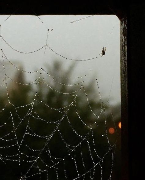 Spiderwebs Aesthetic, Cobweb Aesthetic, Spider Web Aesthetic, Back Patch Ideas, Clay Sgraffito, Spider Aesthetic, Corner Aesthetic, Nature Sleeve, Concept Moodboard