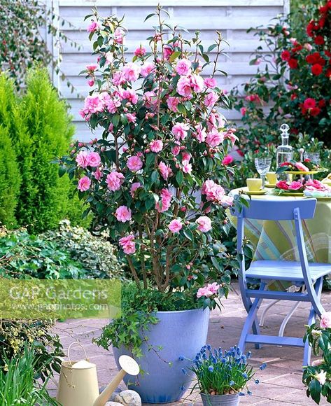 Pot Image, Courtyard Ideas, Pergola Ideas, Front Courtyard, Plant Photography, Garden Features, Spring Festival, Blue Ceramics, Ceramic Pot