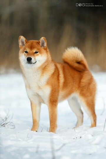 Akita Puppies, Shiba Inu Puppy, Akita Dog, Japanese Dogs, Shiba Inu Dog, Doberman Dogs, Purebred Dogs, Wolf Dog, Shiba Inu