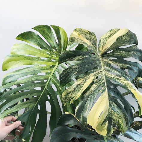 Plants & Design Together on Instagram: “I love the way Monstera deliciosa aurea variegata leaves start off with green variegation & slowly over a period of months change to shades…” Plants Safe For Pets, Monstera Indoor, Monstera Varieties, Monstera Variegata, Monstera Aurea, Monstera Obliqua, Monstera Plants, Variegated Monstera, Olivia Garden