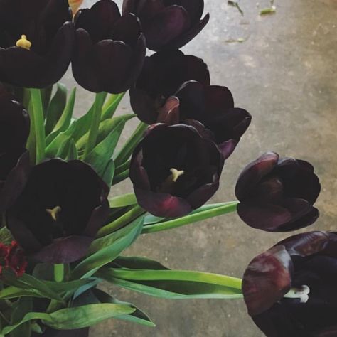 Black Tulips Aesthetic, Bsd Oc, Flower School, Floral Trends, Black Tulips, What To Watch, Reading Art, Famous Black, Black Pigment