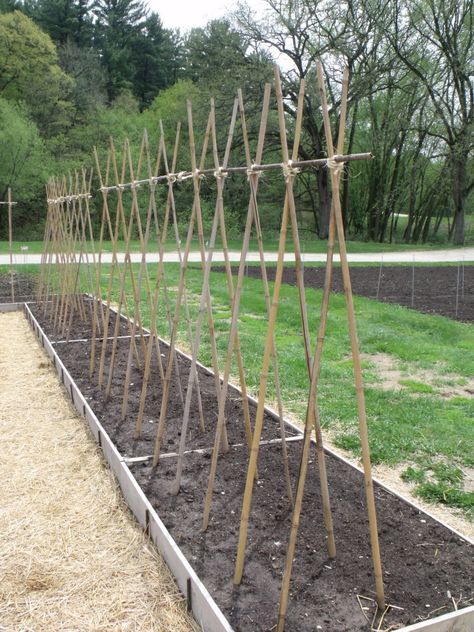 Which Trellis is the Best Trellis? Great article from Seeds Savers Exchange. Bamboo Trellis Tomatoes, Long Bean Trellis Ideas, Trellis For Beans, Bamboo Stakes Garden, Bamboo Stakes Ideas, Bean Stakes Ideas, Melon Trellis, Pea Trellis Ideas, Bean Trellis