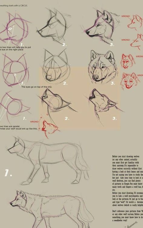 As people have been asking me for a wolf-anatomy-tutorial showing how to draw a wolf from zero. I know my own art is far from perfect, so I'm not 'teaching' anybody...but I guess tha... Wolf Anatomy, Draw A Wolf, Tattoo Wolf, Wolf Sketch, Wolf Tattoo Design, Wolf Drawing, Canine Art, Sketches Tutorial, Wolf Tattoo