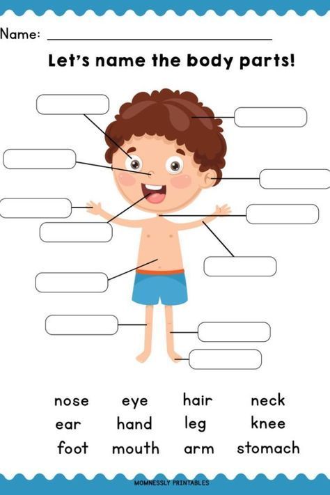 Teach your kids about their body parts with this cute and fun learning worksheets. Read on the blog to know more and get this free printables! Body Parts Worksheet, Body Parts For Kids, Body Parts Preschool, English Grammar For Kids, English Worksheets For Kindergarten, Grammar For Kids, English Activities For Kids, Worksheet For Kids, Learning English For Kids