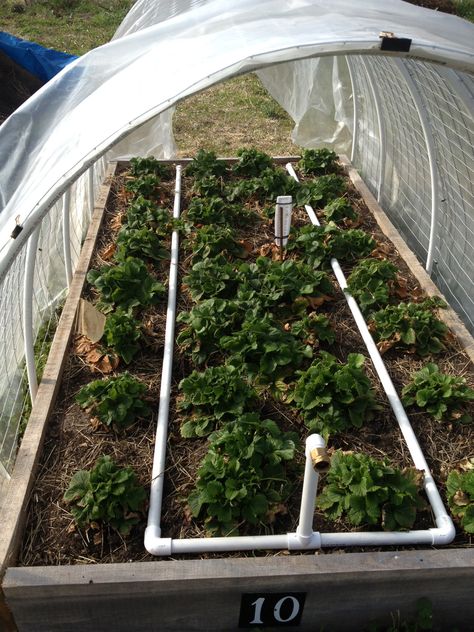 This homemade irrigation system uses 1/2-inch PVC pipe snapped together without glue. A water hose fitting is connected to the trunk line that feeds the "watering" or irrigation lines. Pvc Watering System For Raised Garden, Pvc Irrigation For Garden, Pvc Watering System For Garden, Greenhouse Watering System, Build Greenhouse, Drip Line Irrigation, Greenhouse Watering, Irrigation System Diy, Garden Watering System