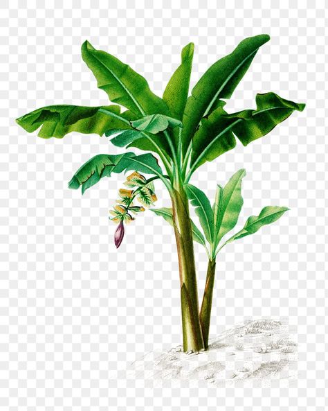 Banana Tree Png, Editing Png, Psd Free Photoshop, Flower Png Images, Wedding Background Images, Wedding Drawing, Red Background Images, Free Green Screen, Photoshop Backgrounds Free