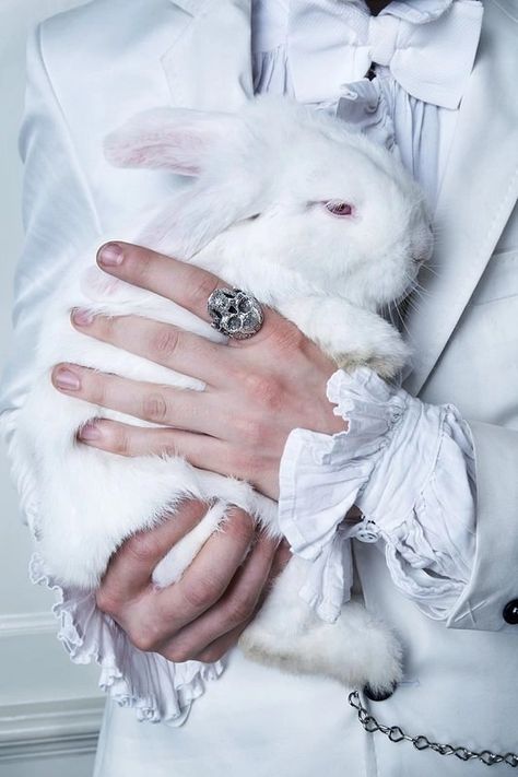 Alice In Wonderland Aesthetic, Albino Animals, Vintage Props, Alice In Wonderland Theme, Through The Looking Glass, White Rabbit, Character Aesthetic, Mad Hatter, Vintage Images