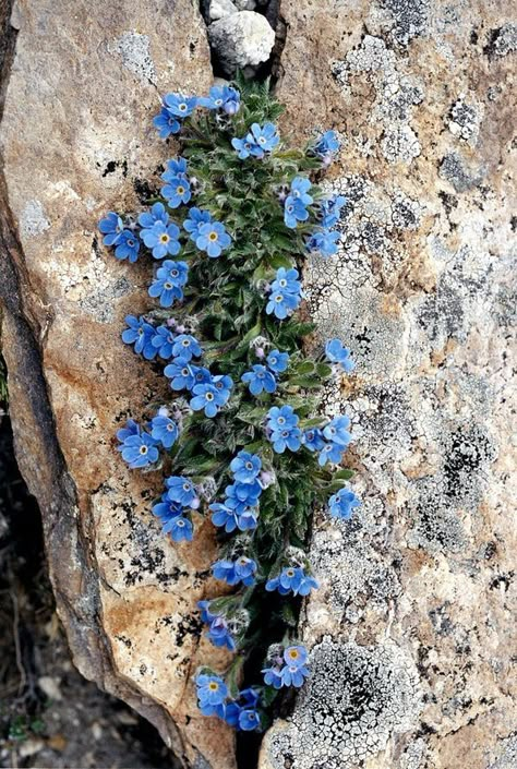 Rock Plants, Alpine Flowers, Alpine Garden, Rock Garden Plants, Rock Flowers, Flowers Growing, Alpine Plants, Rock Gardens, Exotic Flowers