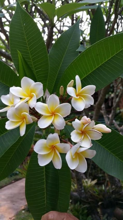 Fiori Frangipani, Plumeria Tree, Plumeria Flowers, Anemone Flower, Small White Flowers, White Wedding Flowers, Most Beautiful Flowers, Big Flowers, Exotic Flowers