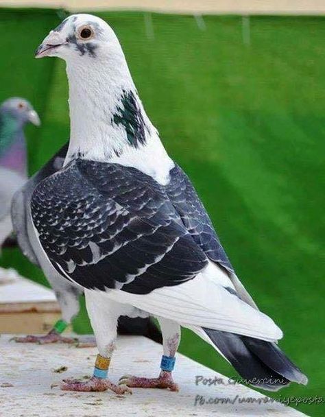 Mottle Saddle Back color and maybe Modvet Pedigree in Strains! Racing Homer Homer Pigeon, Racing Pigeon Lofts, Pet Pigeon, Cute Pigeon, Pigeon Pictures, Homing Pigeons, Pigeon Loft, Pigeon Breeds, Dove Pigeon