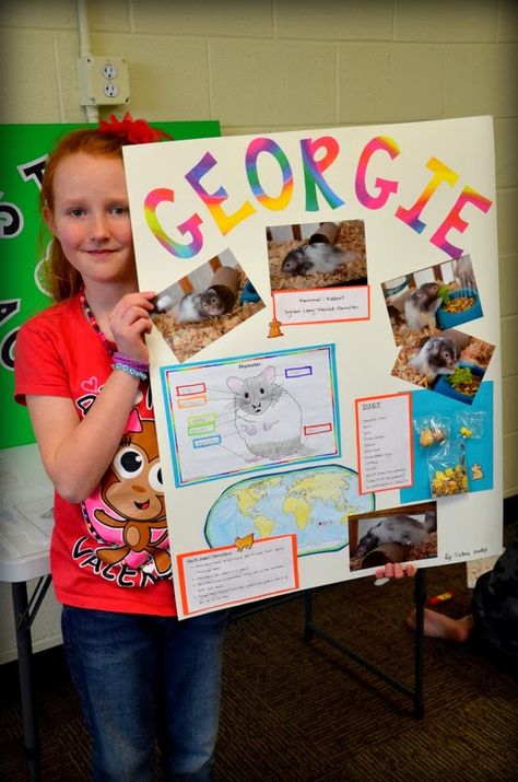 This Is 4h Project, 4h Dog Project Ideas, 4 H Pig Poster Ideas, Rabbit Posters For 4-h, 4h Pig Poster Ideas, 4h Rabbit Poster Ideas, 4h Fair Projects, 4h Poster Ideas Projects, 4h Poster Ideas