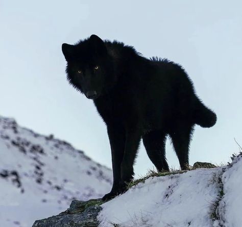 Black Wolves, Werewolf Aesthetic, Wolf Images, Wolf Photos, Timber Wolf, Wolf Love, Wild Wolf, Wolf Pictures, Beautiful Wolves