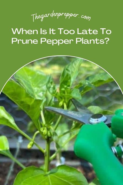 when is it too late to prune pepper plants Overwinter Pepper Plants, How To Prune Pepper Plants, Pruning Pepper Plants, How To Overwinter Pepper Plants, How To Winterize Pepper Plants, Pepper Plant Care, Green Pepper Growing Tips, Topping Pepper Plants, Starting Vegetable Seeds