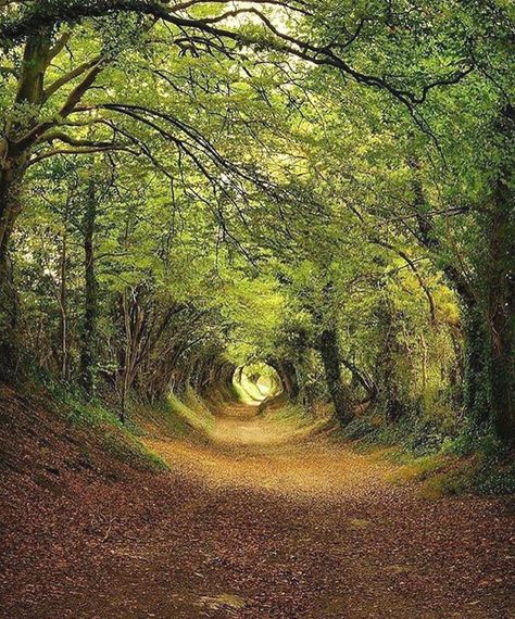 Tree Tunnel in Halnaker, England | ©  Follow @fantasy_globe Tree Tunnel, England Photography, Tunnel Of Love, Uk Photography, Photography Competitions, Uk Photos, Dirt Road, Nature Travel, Nature Photos