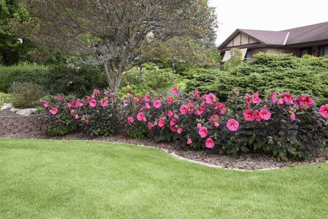 Lessons from the Garden | Proven Winners Hibiscus Shrub, Hibiscus Bush, Hibiscus Garden, Bog Plants, Hardy Hibiscus, Hibiscus Plant, Pink Plant, Border Plants, Yard Landscaping