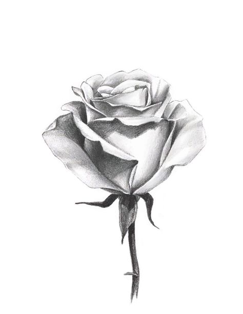 Rose Pencil Sketch, Realistic Rose Drawing, Draw A Rose, Rose Outline, Card Tattoo Designs, Rose Sketch, Tattoo Flowers, Pencil Drawing Tutorials, Realistic Rose