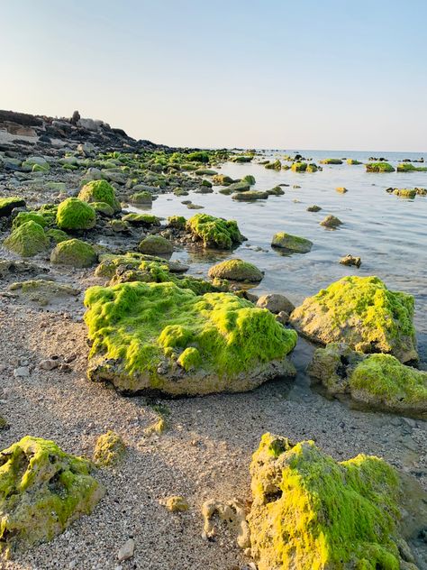 Sea Algae, Underwater Scenes, Marine Algae, Blue Green Algae, Green Algae, Beautiful Art Pictures, Vascular Plant, Sea Turtles, Ocean Beach