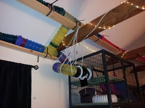 DIY Ferret Catwalk - PetDIYs.com Cat Tunnel Diy, Ferret Tunnel, Ferret Breeds, Ferret Ideas, Ferret Diy, Diy Rat Toys, Ferret Toys, Ferret Cage, Baby Rats