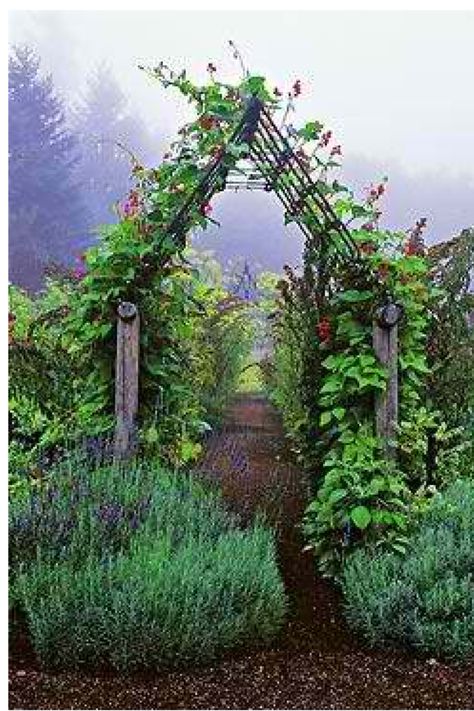 Gate into berry patch + at michels Cool Tricks, Gladioli, Garden Vines, Potager Garden, Garden Arbor, Garden Compost, Garden Types, Have Inspiration, The Secret Garden