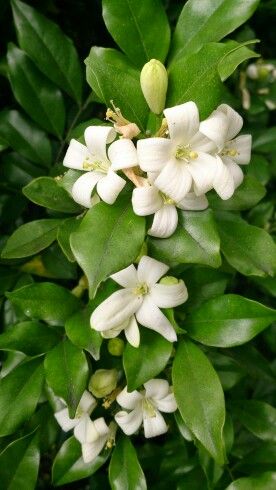 Murraya exotica (M. paniculata) Murraya Exotica, Gaultheria Mucronata, Barclaya Longifolia, Passiflora Alata, Beaumontia Grandiflora, Mock Orange, Flowers For You, White Gardens, Flower Pictures