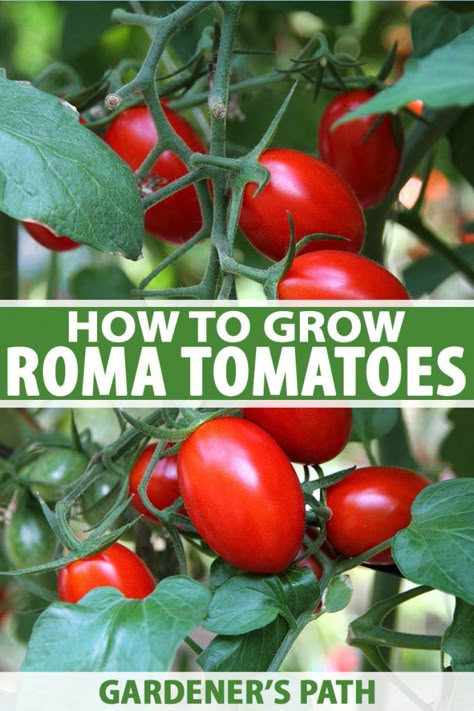 Growing Roma Tomatoes, Tomatoes Growing, Determinate Tomatoes, Growing Tomato Plants, Types Of Tomatoes, Vegetable Garden Tips, Vegetable Garden Raised Beds, Garden Hacks, Backyard Vegetable Gardens