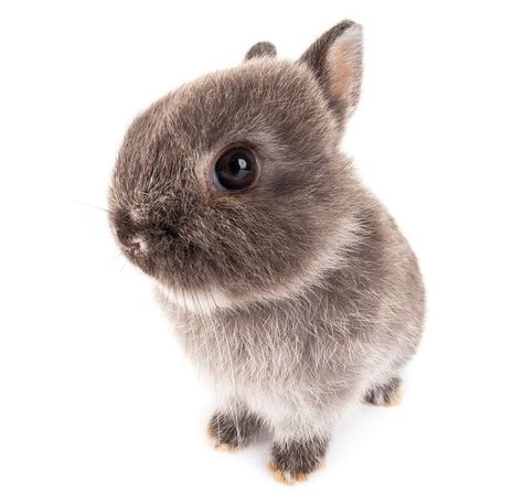 Rabbit Png, Dog Filter, Dog Artist, Bunny Png, Animal Icon, Pet Bunny, Dog Store, Silly Dogs