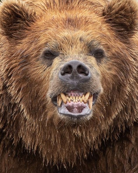 Photograph by @andyparkinsonphoto/@thephotosociety Kamchatka brown bear smiling – Whilst this might certainly look like an aggressive pose… Animal Powers, Beruang Grizzly, Grizzly Bear Tattoos, Yuto Sano, Photo Ours, Bear Spirit, Bear Tattoos, Anupama Parameswaran, Bear Head