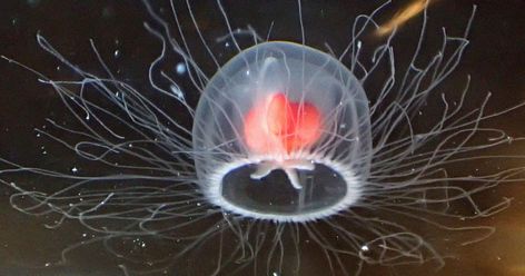 Tony Wills via Wikimedia Commons Immortal Jellyfish, Jellyfish Species, Marine Images, Cnidaria, Deep Sea Creatures, Image Bank, Cycle Of Life, Things Under A Microscope, Living Forever