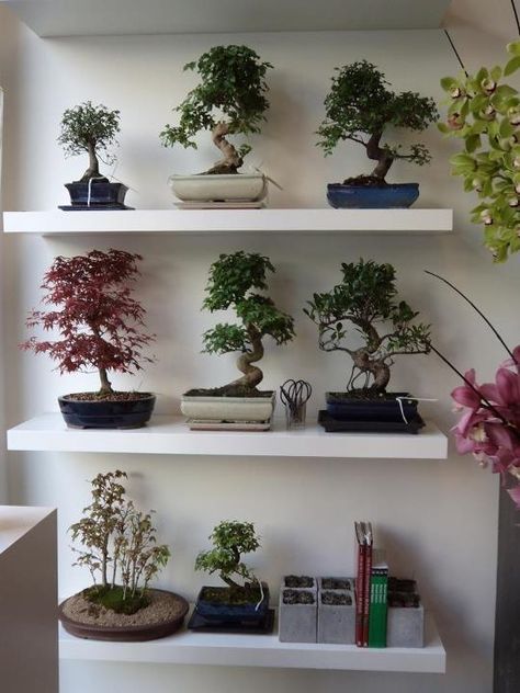 Bonsai Collection, Bonsai Trees For Sale, Notting Hill London, Flowers Shop, Bonsai Art, Tree Shop, Bonsai Plants, Bonsai Trees, Bonsai Garden