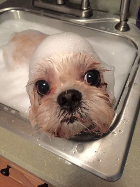 Shih Tzu bath time ❤️ Animal Funny, Shih Tzu Puppy, Shih Tzus, Dog Recipes, Silly Animals, Bath Time, Dog Grooming, Shih Tzu, Dog Pictures