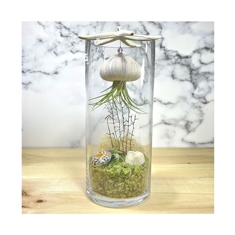 "This floating jellyfish air plant terrarium is a truly eye-catching creation.  The terrarium kit includes all of the necessary pieces you will need to create a décor that people will talk about. So elegant and sleek, with a coastal seaside theme that gives an atmosphere of the tranquility and calm of being at the beach. The terrarium includes truly unique pieces such as a genuine coral mushroom, black coral fan, real finger starfish and urchin shell with air plant, reindeer moss as well as the Jellyfish Air Plant, Coral Mushroom, Floating Jellyfish, People Will Talk, Urchin Shell, Terrarium Kit, Seaside Theme, Plant Terrarium, Reindeer Moss