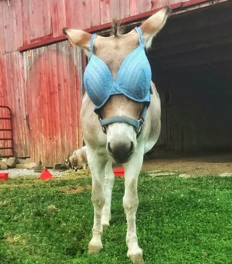 Charlie was fully prepared for the eclipse! #donkey #donkeys #silly #cuteanimals #eclipse #victoriasecret #farmanimals The Eclipse, A Horse, Bra