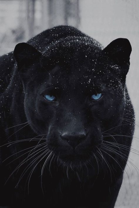 Jaguar Wallpaper, Black Panther Cat, Panther Pictures, Panther Cat, Jaguar Animal, Pure Evil, Lion Photography, Black Jaguar, Exotic Cats