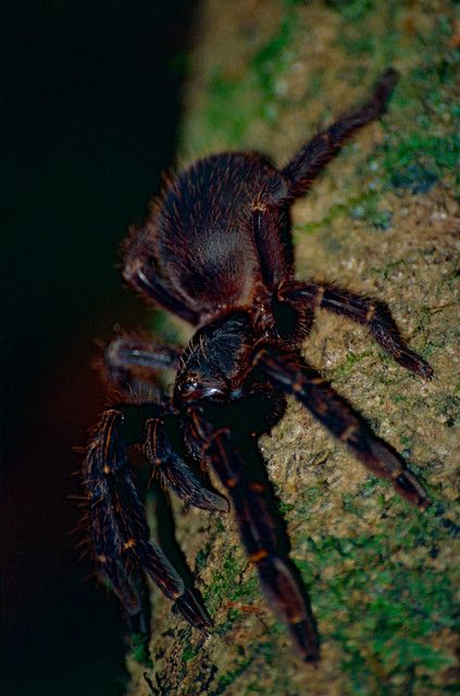 Red Skeleton Tarantula (Ephebopus rufescens) | Saül, Guyane,… | Flickr Skeleton Tarantula, Rose Tarantula, Brian Moser, Red Skeleton, Arthropods, Arachnids, Spiders, Skeleton, Walking