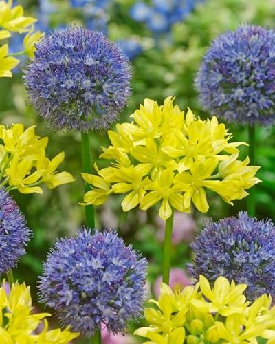 Allium Bulbs - Wholesale Flower Bulbs | DutchGrown® Candy Cane Sorrel, Blue Flower Border, Oxalis Versicolor, Onion Flowers, Allium Bulbs, Shrub Garden, Onion Flower, Round Flowers, Partial Shade Plants