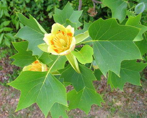 Liriodendron Tulipifera, Bradford Pear Tree, Mimosa Tree, Leyland Cypress, Black Walnut Tree, Pecan Tree, Poplar Tree, Flame Tree, Honey Locust