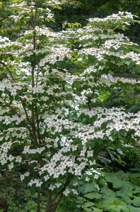 White Flowering Dogwood Tree, Small Dogwood Tree, Dogwoods In Landscape, Kousa Dogwood Tree Landscaping, Dogwood Landscape Ideas, Venus Dogwood Tree, Dogwood Trees In Landscaping, Dogwood Varieties, Dogwood Tree Landscaping