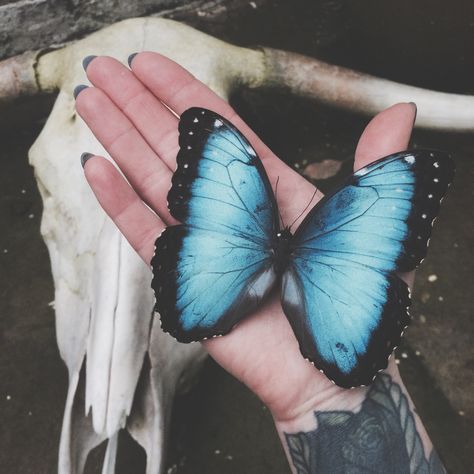 Big beautiful Morpho Helenor butterfly ethically sourced in the UK Chloe Price Aesthetic, Life Is Strange Aesthetic, Strange Aesthetic, Maiden Mother Crone, Arcadia Bay, Life Is Strange 3, Max And Chloe, Bridal Makeup Images, Chloe Price