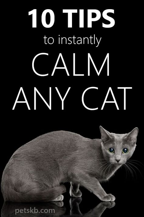 10 Tips to Instantly Calm Any Cat - There may come a time when your cat needs calming. Here are 10 tips you can easily follows to do the trick #cats #catcare #catguide #catinfo Diy Cat Calming Treats, Cat Friendly Medications, Clicker Training Cat, Cat Care Tips Kittens, Diy Cat Calming Spray, Cat Calming Remedies, Cat Tips And Tricks, How To Take Care Of Cats, Cat Grooming Tips