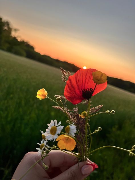 #cottagecore #rural #poppy #flowers #sunset Poppy Flowers Aesthetic, Poppy Aesthetic Flower, Poppy Core, Poppy Flower Aesthetic, Poppies Flower, Milk And Honey, Poppy Flower, Flower Field, Red Poppies