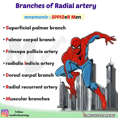 Upper Limb Anatomy Mnemonics, Anatomy Tricks, Anatomy Mnemonics, Radial Artery, Upper Limb Anatomy, Arteries Anatomy, Physical Therapy School, Physical Therapy Student, Medical Mnemonics