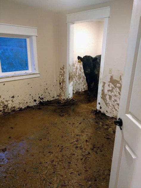 Well, this is about the crappiest thing we can think of. We're pretty sure the owners of this house were thinking something a bit more expressive than "Oh crap." Building Fails, Herd Of Cows, Cow Liver, Crappy Day, Creepy Images, Worst Day, Cat Hair, Day And Time, Best Funny Pictures