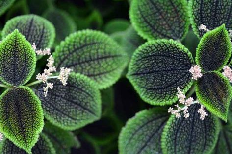 Friendship Plant (Pilea involucrata): All You Need To Know Pilea Involucrata, Friendship Plant, Plant Pests, Plant Problems, Plant Diseases, Garden Types, Wildlife Gardening, The Friendship, Plant Combinations