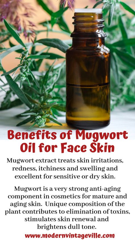 Mugwort benefits for skin: Anti-inflammatory, Anti-microbial, Anti-oxidant (anti-aging), Regulates oil glands (sebaceous glands). Promotes cells renewal. Mugwort Oil Recipe, Mugwort Benefits, Mugwort Oil, Natural Facelift, Herbal Health, Cosmetic Ingredients, Nature Witch, Skin Essence, Cream For Oily Skin