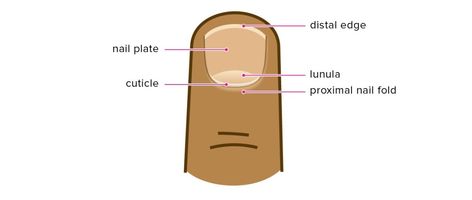 Cuticle: What Is It, Care, Removal, Signs of Infection, and More Infected Cuticle, Peeling Cuticles, Fingernail Health, Dry Cuticles, Nail Infection, Edge Nails, Cuticle Care, Organic Remedy, Transparent Nails