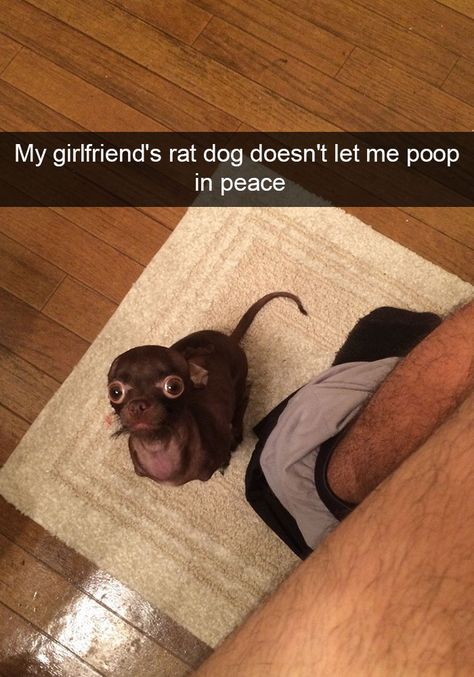 10+ Hilarious Dog Snapchats That Are Impawsible Not To Laugh At (Part 2) Dog Snapchats, Rat Dog, Happy Accidents, Bob Ross, Funny Animal Memes, Animal Jokes, Philosophers, Cute Animal Pictures, Sweet Animals