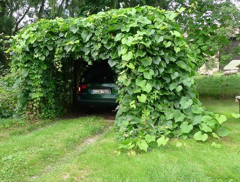 Carport Greening with Climbing Plants Carport With Vines, Carport Plant Ideas, Carport Trellis, Trellis Carport, Silver Lace Vine, Passionfruit Vine, Wall Climbing Plants, Planting Vines, Diy Carport